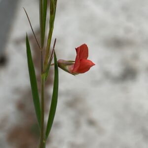 Lathyrus setifolius