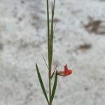 Lathyrus setifolius