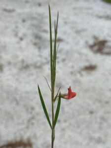 Lathyrus setifolius