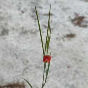 Lathyrus setifolius Pano Platres Linear leaflets, grass-like