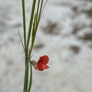 Lathyrus setifolius