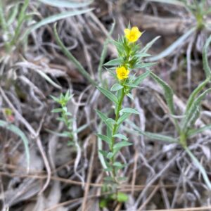 Linum strictum subsp. spicatum