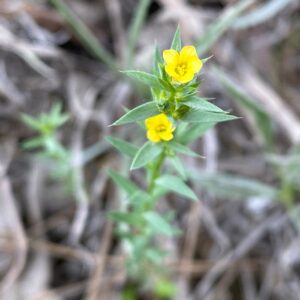 Linum strictum subsp. spicatum