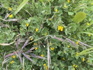 Medicago littoralis Polis February Flowers & leaves