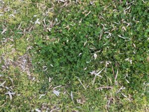 Medicago littoralis Polis February Young plant