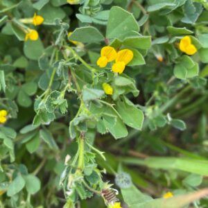 Medicago littoralis