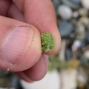 Medicago marina Fruit size