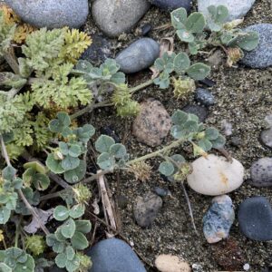 Medicago marina Lady's Mile Fruits