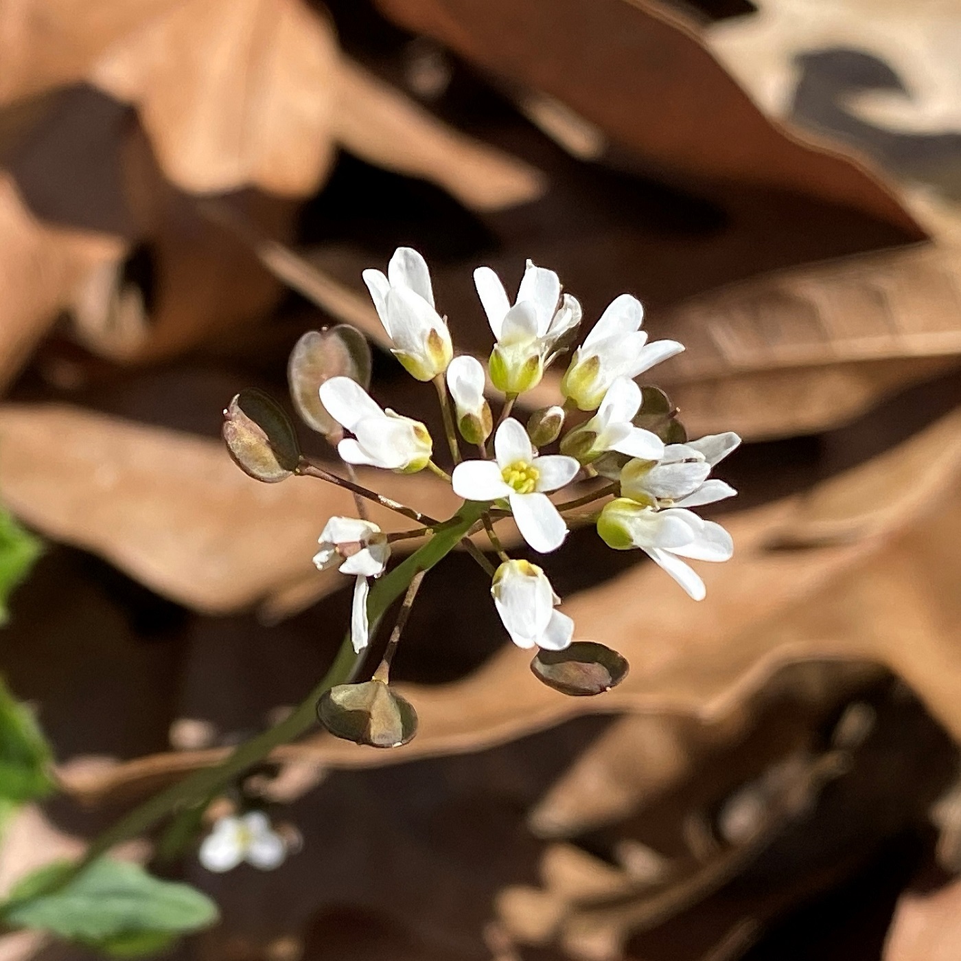 Microthlaspi natolicum subspecies sporadium