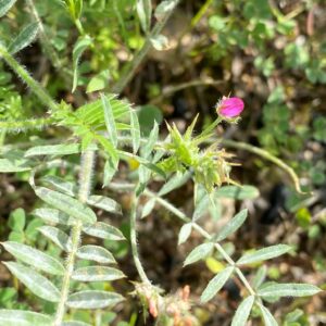 Onobrychis crista-galli