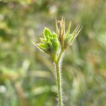 Onobrychis crista-galli Uneven teeth