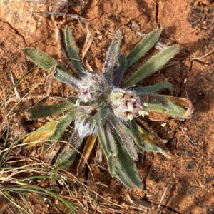 Plantago cretica