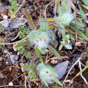 Plantago cretica