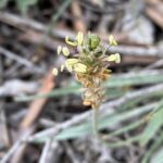 Plantago ovata Athalassa March FLowers