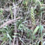 Plantago ovata Athalassa March Fruits early stage