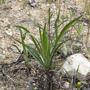 Plantago ovata Athalassa March Leaves