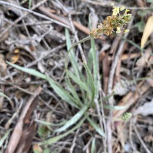 Plantago ovata