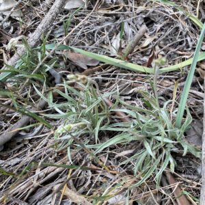 Plantago ovata Athalassa March The plant