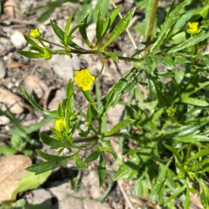 Ranunculus arvensis Leaves