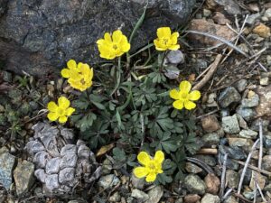 Ranunculus cadmicus subsp. cyprius