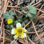 Ranunculus cadmicus subspecies cyprius Aged flower