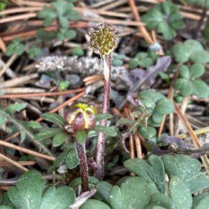 Ranunculus cadmicus subsp. cyprius fruit