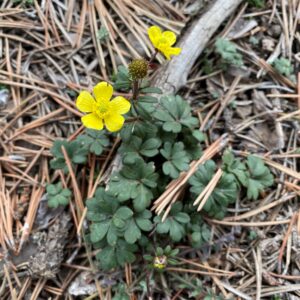 Ranunculus cadmicus subspecies cyprius