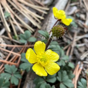 Ranunculus cadmicus subsp. cyprius flower