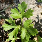 Ranunculus cornutus Leaf