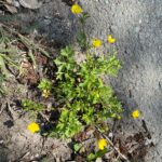 Ranunculus cornutus Lysos The plant