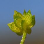 Ranunculus cornutus Lysos April Fruit