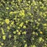 Rapistrum rugosum Countless branches