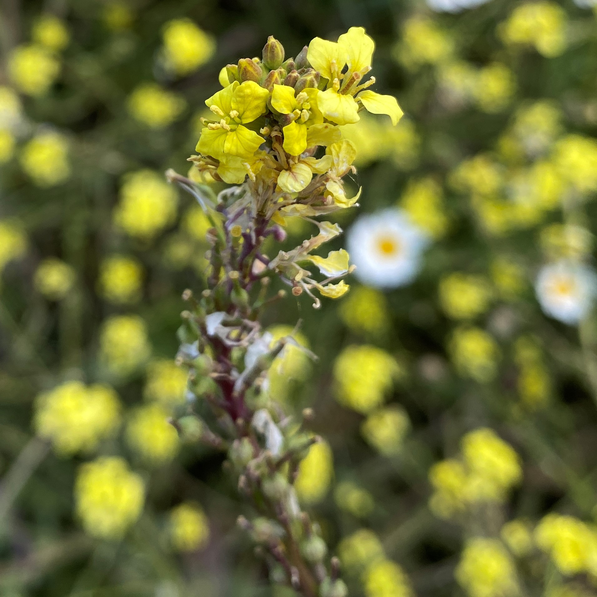 Rapistrum rugosum Flowers