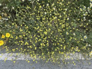 Rapistrum rugosum The plant