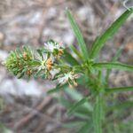 Reseda minoica Athalassa March Flowers