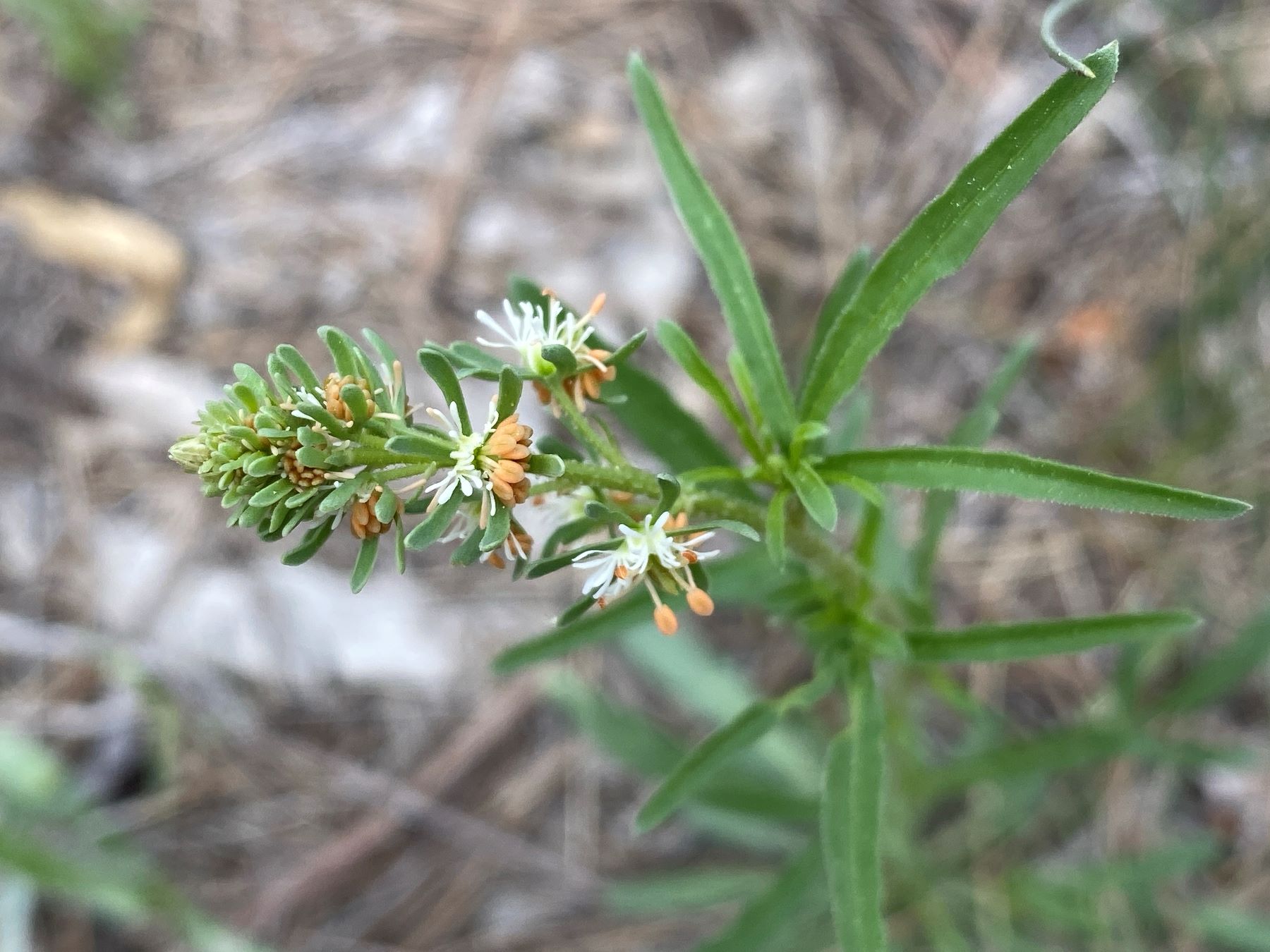 Reseda minoica Athalassa March Flowers