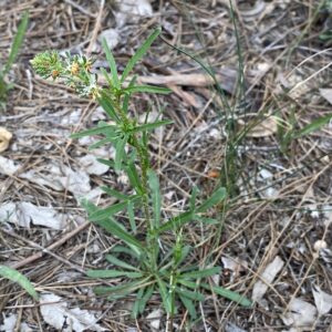 Reseda minoica Athalassa March The plant