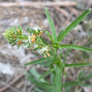 Reseda minoica