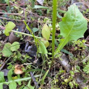 Rhagadiolus edulis Kykkos Leaves