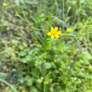 Rhagadiolus edulis Kykkos March Small flower, six petals