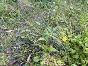 Rhagadiolus edulis Kykkos Slender, delicate plant