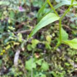 Rhagadiolus edulis Kykkos Upper leaf