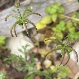 Rhagadiolus stellatus Curved achenes