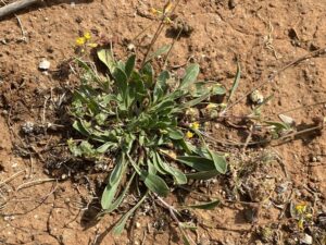 Scorpiurus muricatus The plant