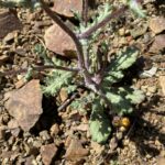 Senecio leucanthemifolius subsp. vernalis