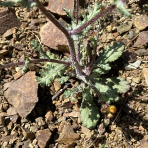 Senecio leucanthemifolius subsp. vernalis