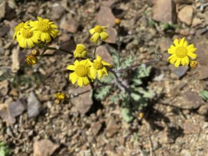 Senecio leucanthemifolius subsp. vernalis Flowers