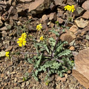 Senecio leucanthemifolius subsp. vernalis Leaves