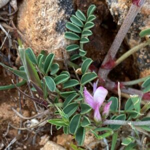 Sulla spinosissima Episkopi Flower