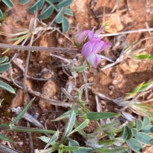 Sulla spinosissima Episkopi Raceme